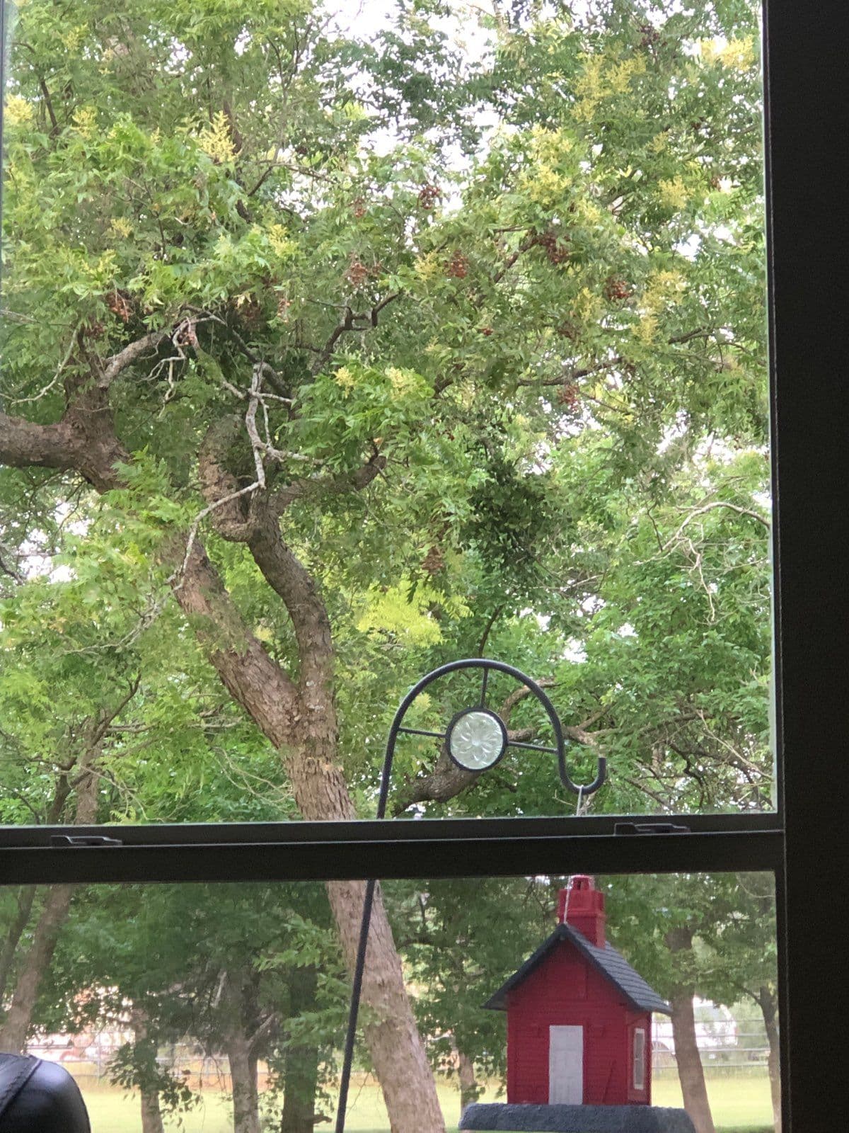 View of a green tree with red berries outside a window, featuring a small red birdhouse.